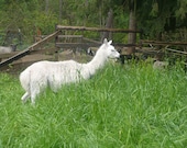 Adopt The Guard lama for an 3 months,and receive a Lama Batt each month