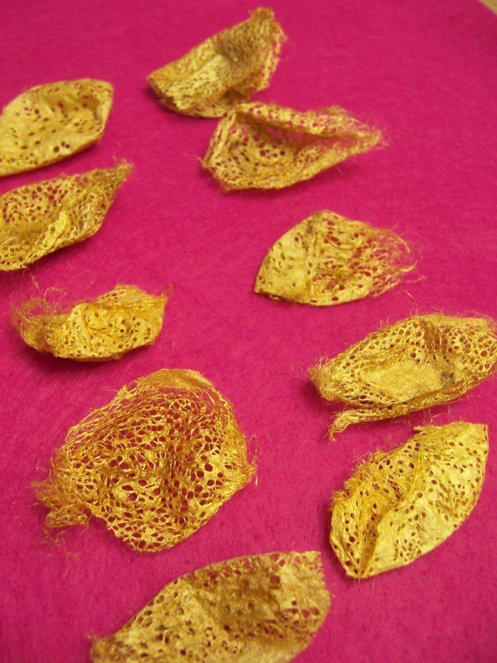 Natural Golden Wild Silk Cocoons, lot of 10 (MORE AVAILABLE, convo me for a reserved listing if you'd like a larger quantity)