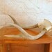 Vintage Deer Antlers Natural History Nature by RollingHillsVintage on Etsy