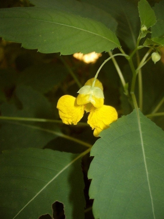 Jewelweed Seeds