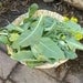 Woad Seeds