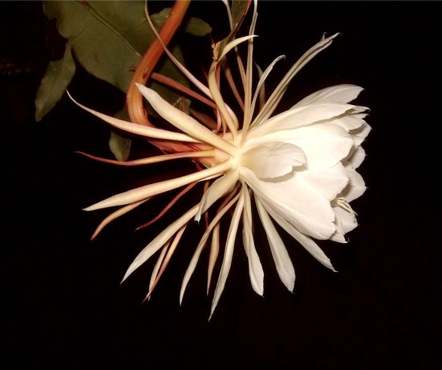 Night Blooming Cereus