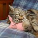 Honey Bunny Cat Toy - Hand Knit Wool Felted Organic Catnip
