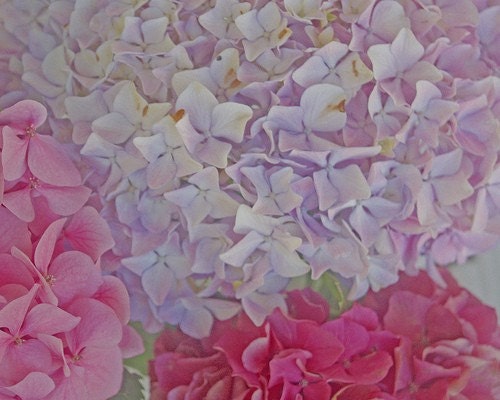 Soft Pink and Lavender Hydrangea Bouquet - 8 x 10 Fine Art Photography Print