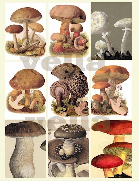 Mushrooms Toadstools Fungi Science Book By Digitalgraphicsshop