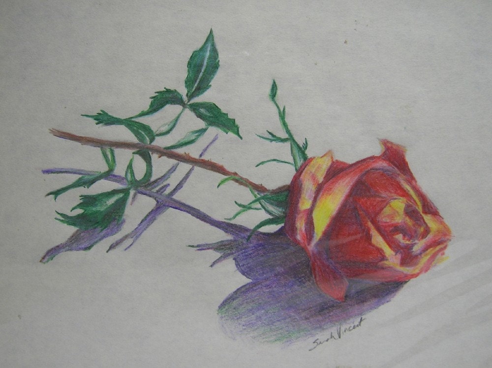 Red rose