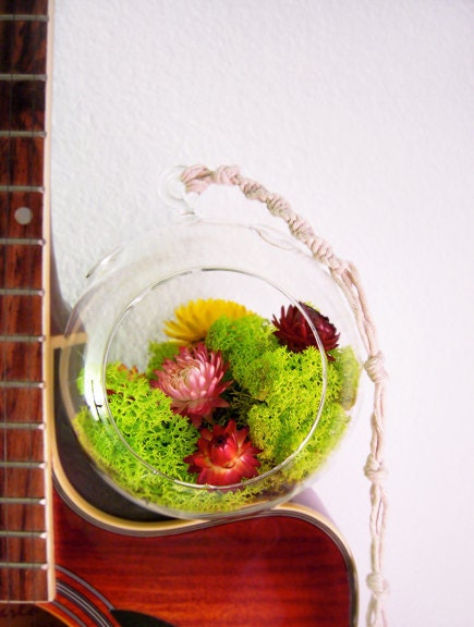 Lush Dome Terrarium -- Discounted