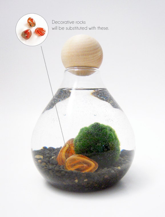 Marimo in the Dark Sea
