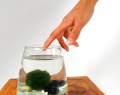 Marimo Pet in the Jade Lake