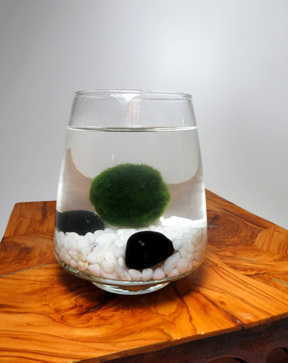 Marimo Pet in the Arctic Sea