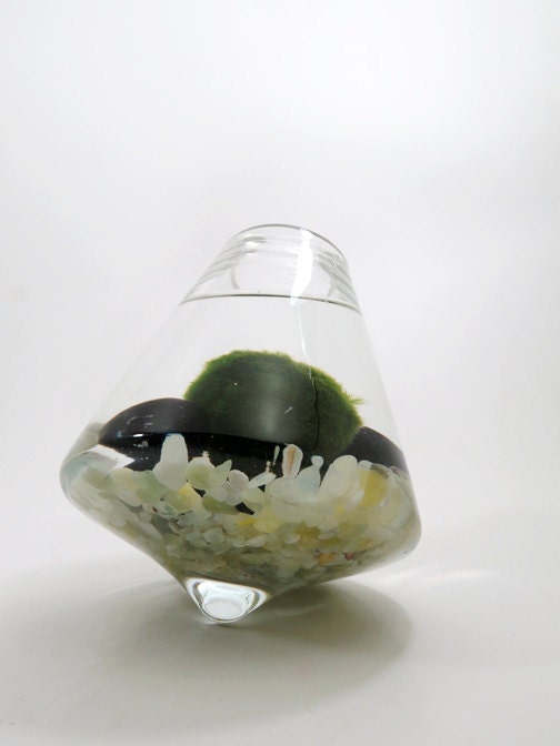 Marimo in the Jade Rocking Playground
