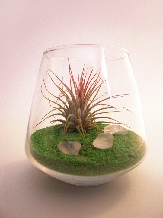 Contemporary Spring Pet Terrarium -- Discounted