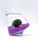 Marimo in the Purple Rocking Playground