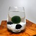 Marimo Pet in the Arctic Sea