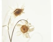 Daisies... Fine art photography print. 8x8 inches (20x20 cm)