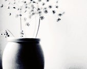 Black and white photography. "Umbels...". Fine art photography print. 8x8 (20x 20cm)