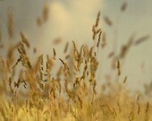 In the fields