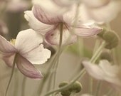 Flower photograph. "Anemone...". Fine art photography print. 8x8 (20x 20cm)