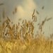 In the fields