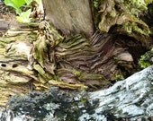 Old tree - 8 x 12 Fine Art Print -farm country rustic cottage style enchanted forest Birthday Mother Father day gift wall decoration
