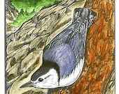 Nuthatch - Bird Print - Wildlife Songbird Art - Bird Art Print - by Will Kay Studios - willkaystudios