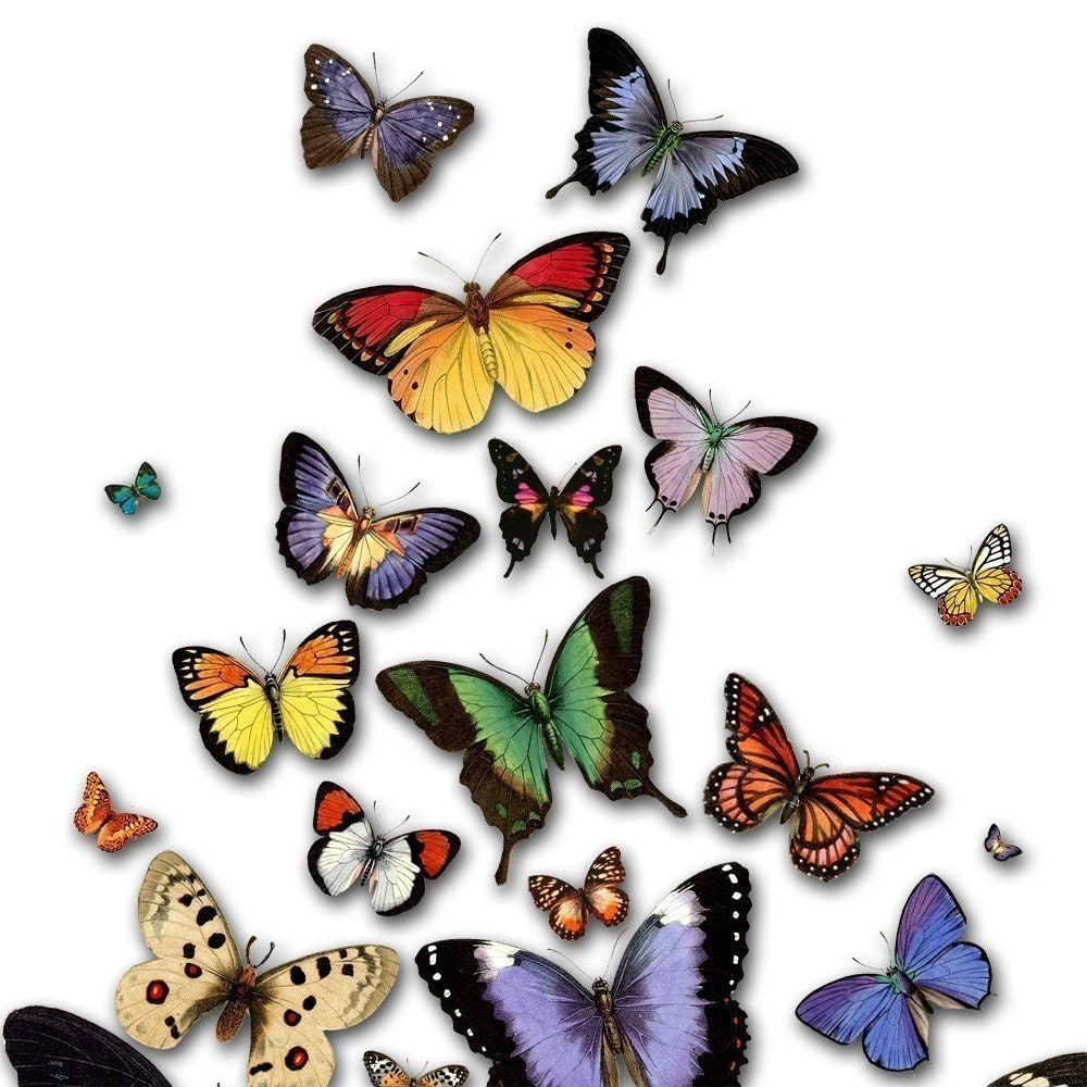 Spread Your Wings and Fly - Beautiful 8x10 inch Print Poster on A4 featuring vintage butterflies