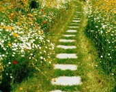 Wildflower Meadow - Organic Seed Collection - Drought Tolerant - Sun or Shade Mix Available - Perfect for Pollinators. Meadows. Xeriscaping