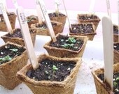 Lemon Basil - Seeds - Organic - Nice in container or windowsill gardens
