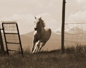Giclee Print Sepia Horse Western Wall Art