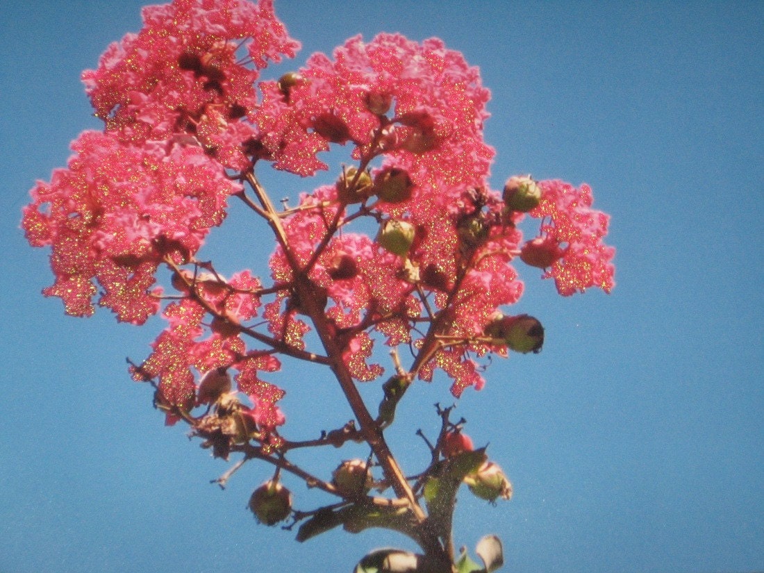 Pink Crape Myrtle Fine Art Photograph Print Glossy