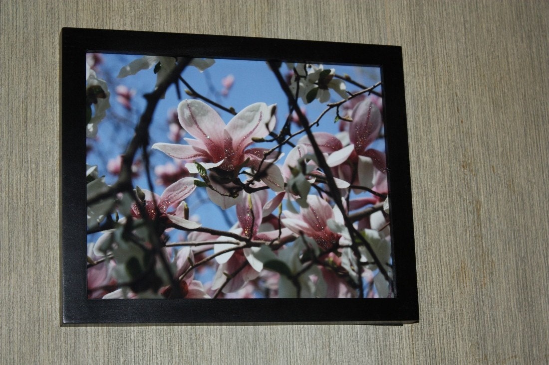 Blooming Pink Magnolia Fine Art Photograph Print Glossy