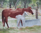 Mare and Foal in a Hill Country Pasture Greeting Cards by Nan Henke 4 1/4 x 5 1/2 inch (a set of 4) Blank