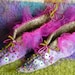 Pixie Boots Pattern