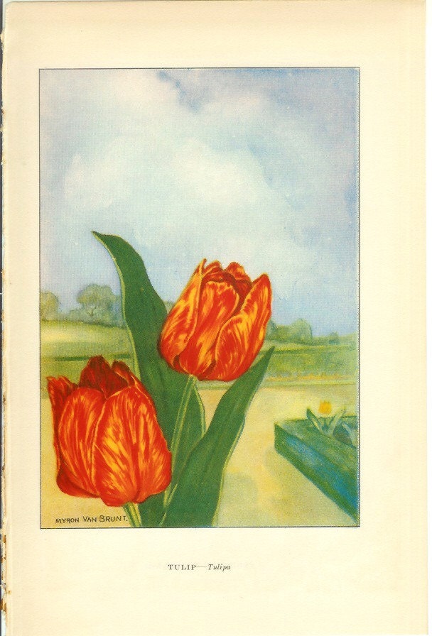 1926 Flower Print - Tulip - Vintage Home Decor Botany Art Illustration for Nature Science Woman Great for Framing