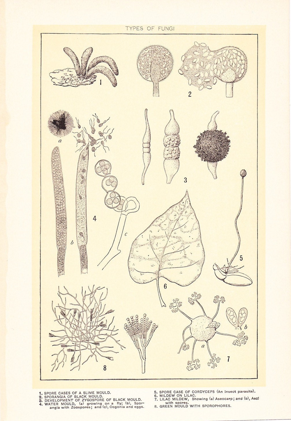 1903 Botany Print - Mildew Fungi - Vintage Antique Art Illustration Book Plate Natural Science Great for Framing 100 Years Old