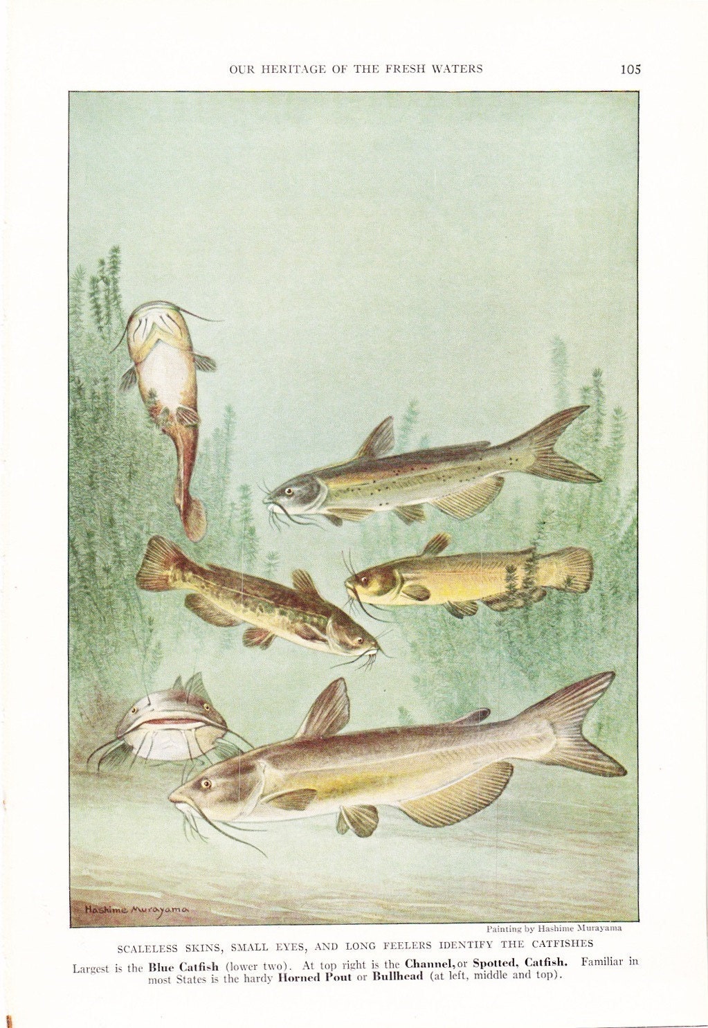 1924 Fish Print - Catfish - Vintage Antique Nature Science Animal Art Illustration Cabin Cottage Home Decor for Framing