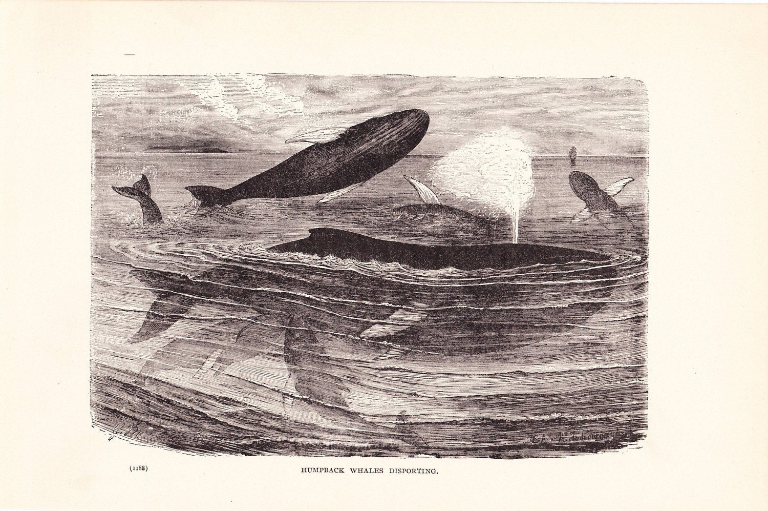 1901 Animal Print - Humpback Whales - Vintage Antique Book Plate for Natural Science or History Lover Great for Framing 100 Years Old