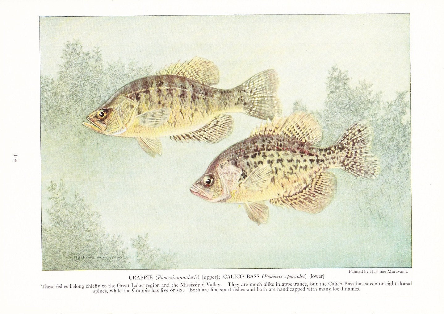 1924 Fish Print - Crappie Calico Bass - Vintage Antique Nature Science Animal Art Illustration Cabin Cottage Home Decor for Framing