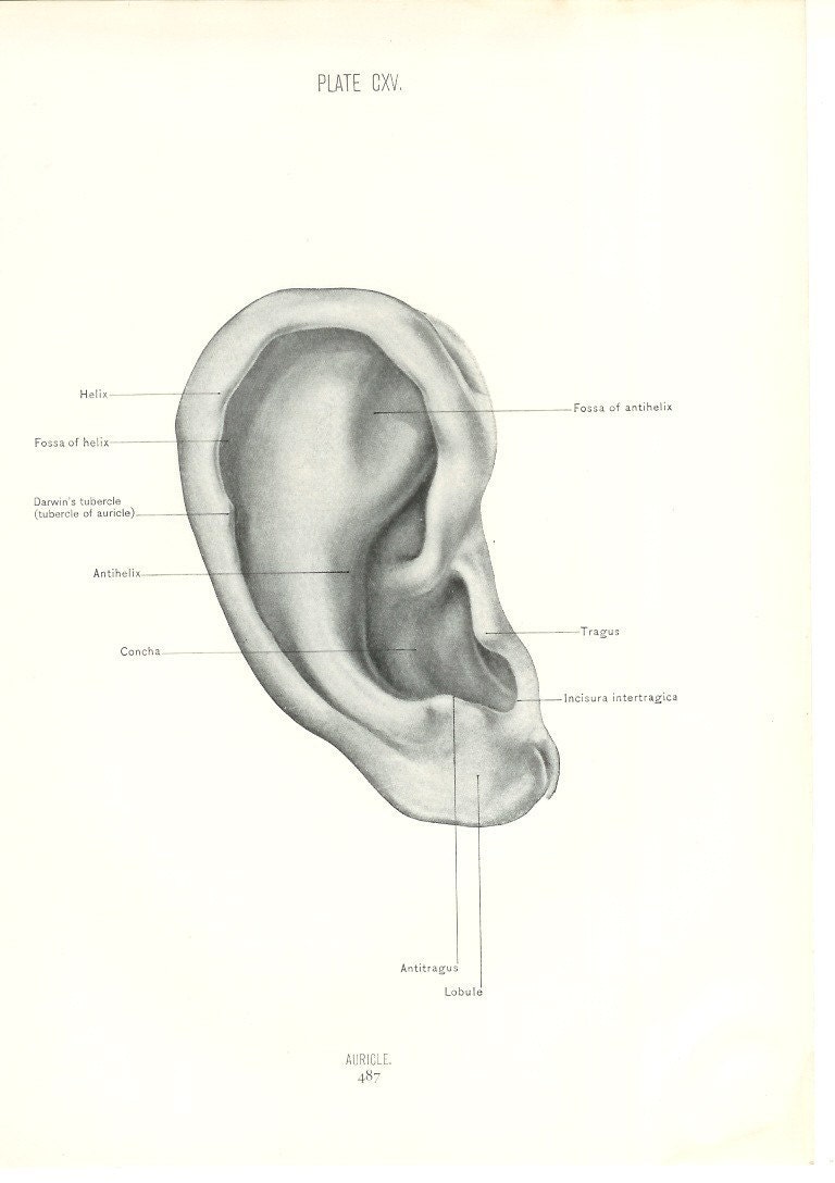 Vintage Medical Drawings