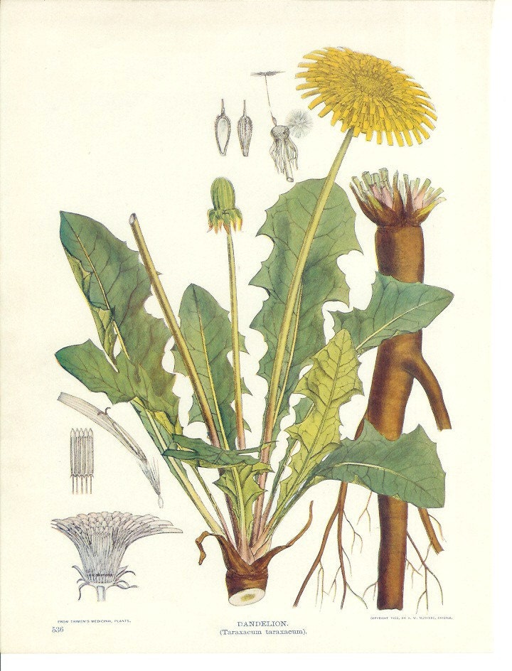 dandelion botanical print