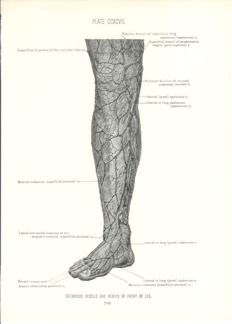 nerves in leg
