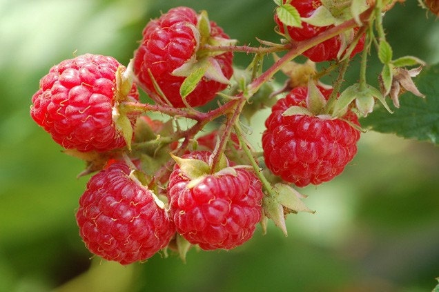 Organic Raspberry Jam Fresh Farmers Market Brunch Breakfast Berry