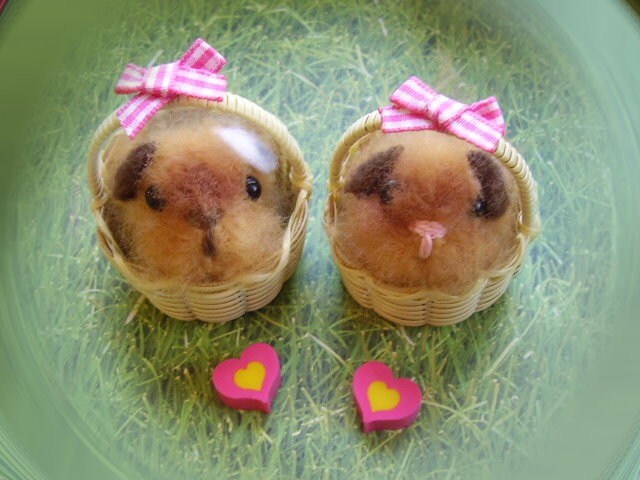 baby teddy guinea pigs for sale