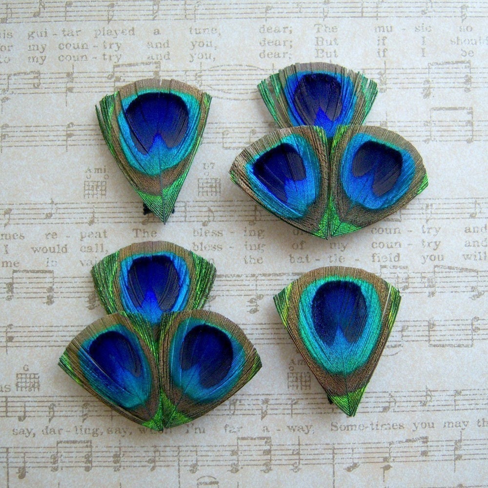 Petit Peacock Clips - Set of 4