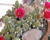 Peanut Cactus  - Rose Quartz
