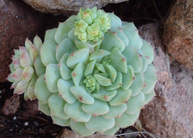 Echeveria Dondo Succulent Plant, Great for Terrariums, Party Favors