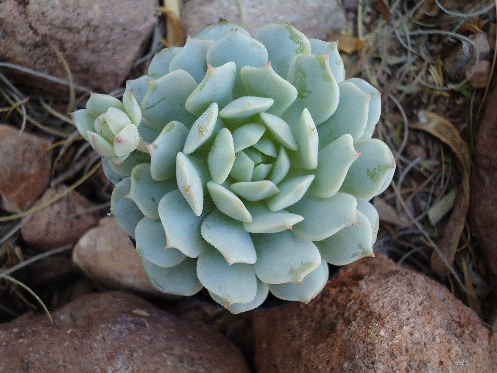 Echeveria Painted Lady, Easy Care, Eco-friendly, Beautiful in Terrariums, Wedding Favors