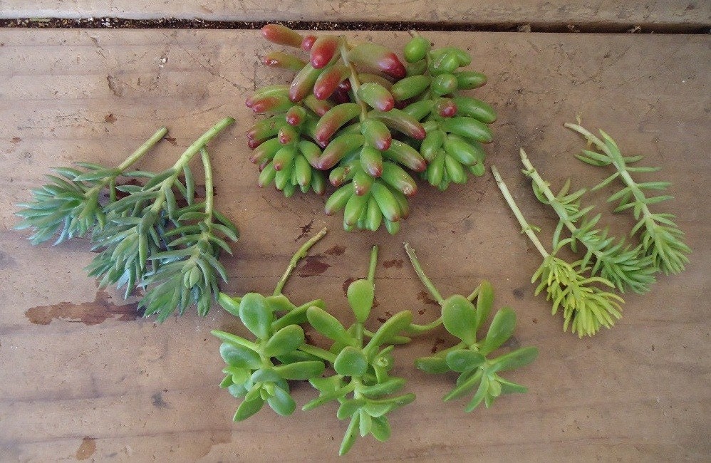 12 Sedum Succulent Cuttings, Mix and Match