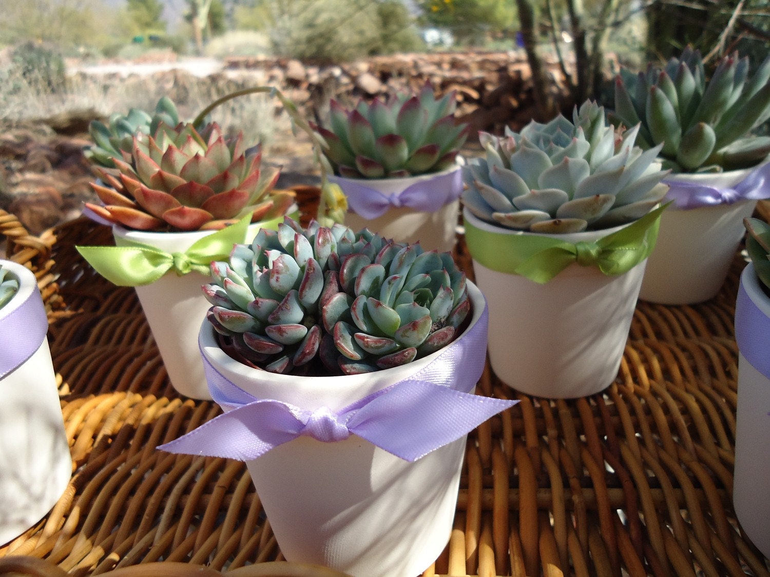 3 Succulent Rosette Plant Favors in 3" White Ceramic Pots for Baby or Bridal Shower, Party Gifts, Now Available With Favor Boxes
