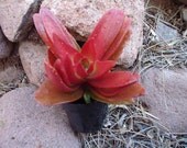 Crassula Campfire Succulent Plant, 1 Cutting